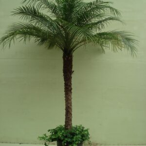 Phoenix Roebelinii ca. 200 m met hedera potmaat 1