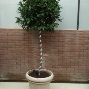 Foto van Sierlint voor b.v. Laurier bol