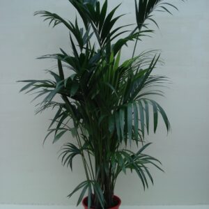 Foto van Kentia Palm ca. 1.75 m Potmaat 1
