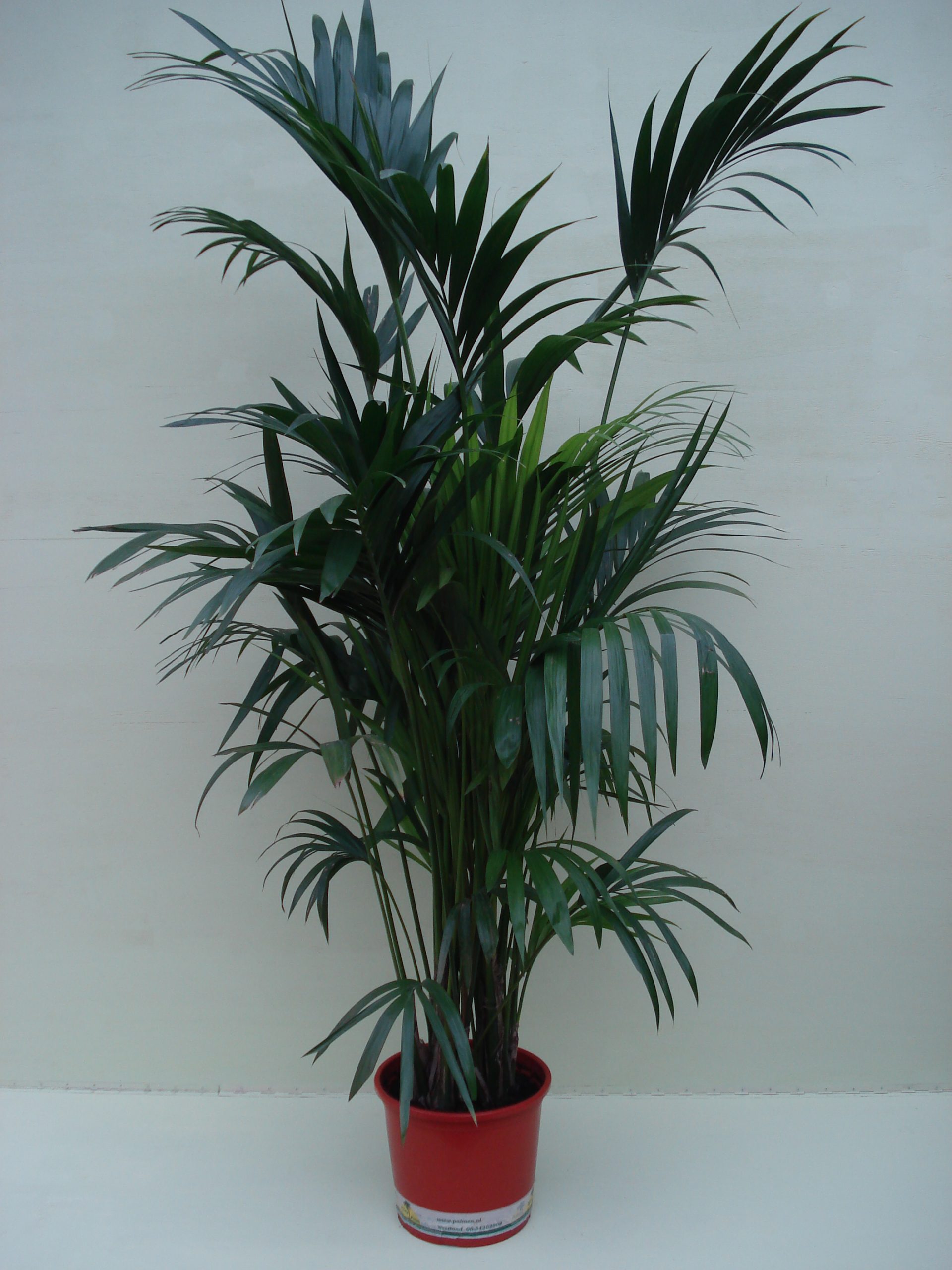 Foto van Kentia Palm ca. 1.75 m Potmaat 1