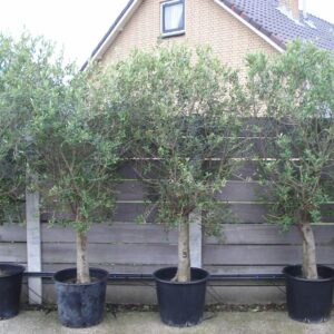 Foto van Olijfboom ca.2.25m vertakt volle