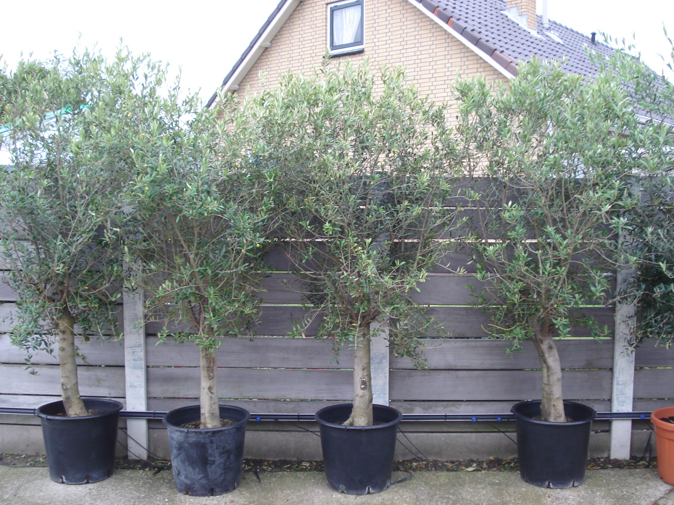 Foto van Olijfboom ca.2.25m vertakt volle