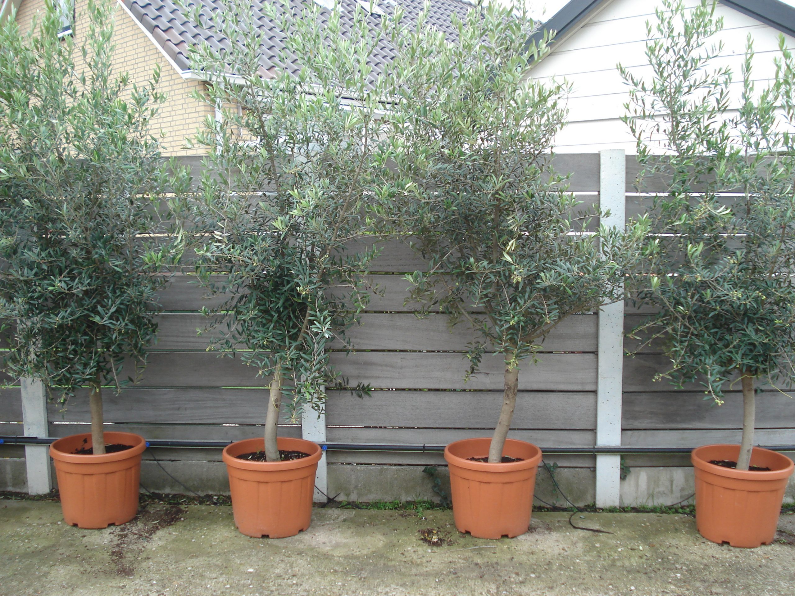 Foto van Olijf boom  ø1.00m. ca. 220 m potmaat 3