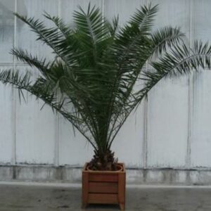 Foto van Phoenix Canariënsis ca. 250 m potmaat 3