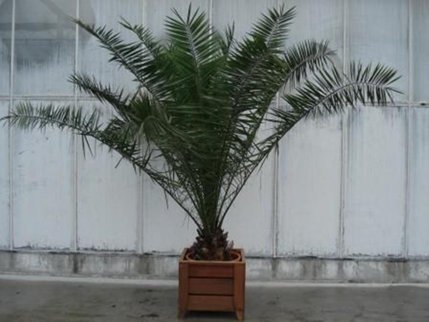 Foto van Phoenix Canariënsis ca. 250 m potmaat 3