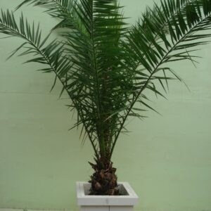 Foto van Phoenix Canariënsis ca. 225 m potmaat 2