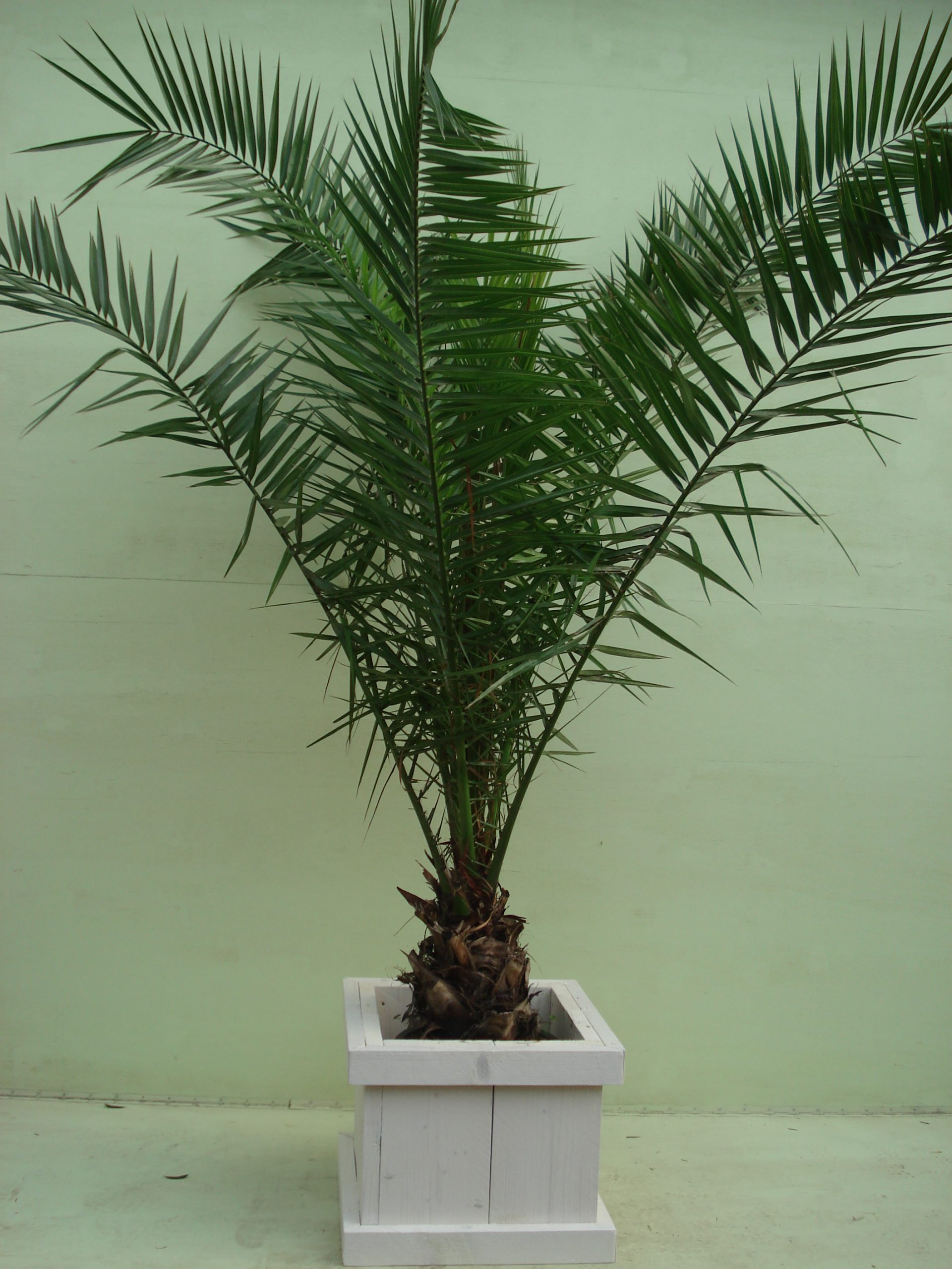 Foto van Phoenix Canariënsis ca. 225 m potmaat 2