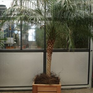 Foto van Phoenix Roebelinii ca. 250 m potmaat 3