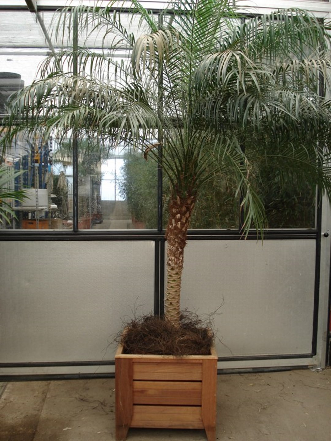 238_Phoenix_Roebelinii_ca_2_50_m_potmaat_3_47_cm_pot Foto van Phoenix Roebelinii ca. 250 m potmaat 3