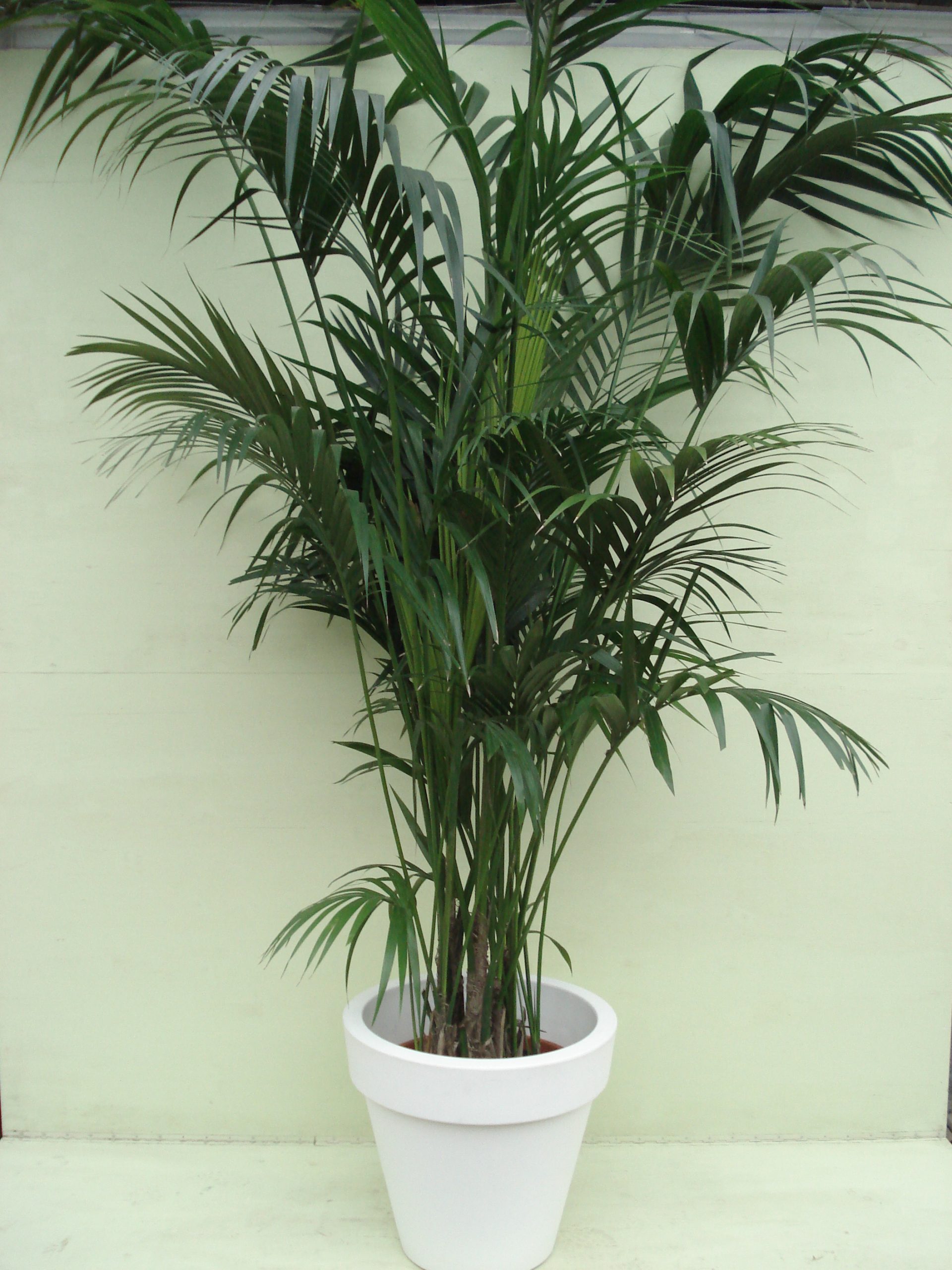 Foto van Kentia Palm ca. 275 m potmaat 3