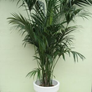 Foto van Kentia Palm ca. 325 m potmaat 3