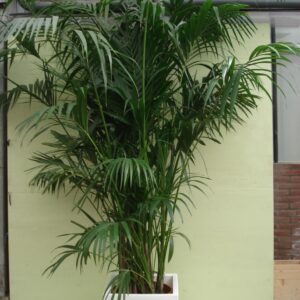 Foto van Kentia Palm ca. 375 m potmaat 3