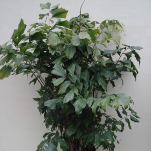 Foto van Caryota mitis (Jungle plant) ca. 220 m potmaat 3