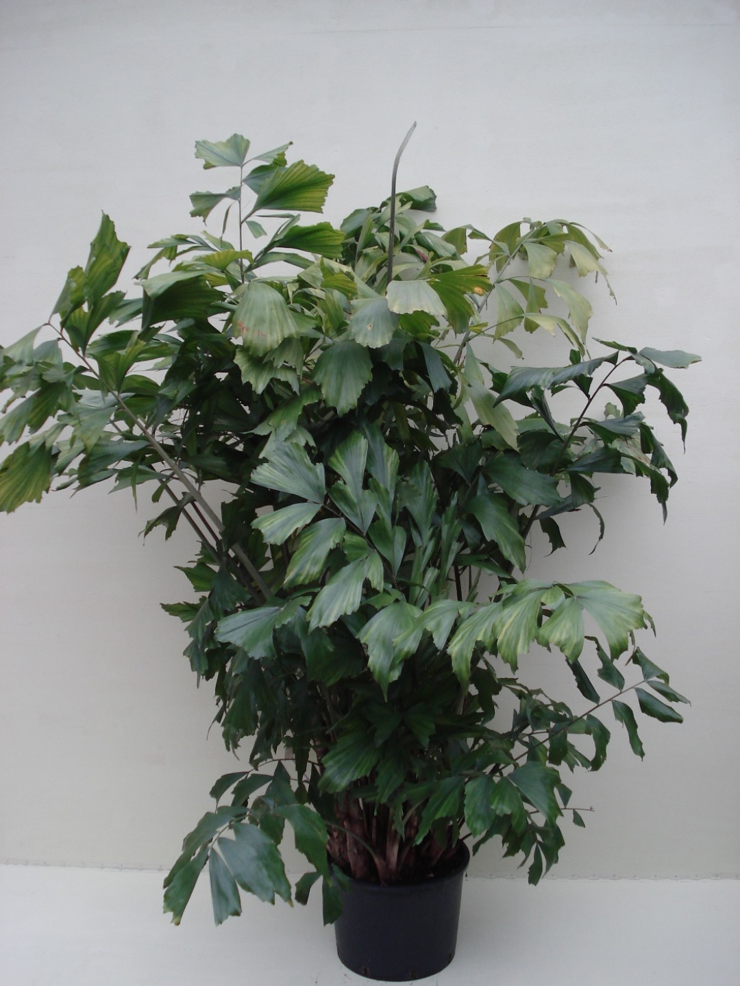 Foto van Caryota mitis (Jungle plant) ca. 220 m potmaat 3