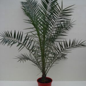 Foto van Phoenix Canariënsis ca. 200 m potmaat 1