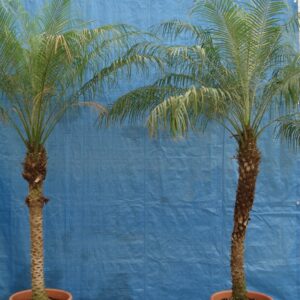 Foto van Phoenix Roebelinii ca. 225 m potmaat 3