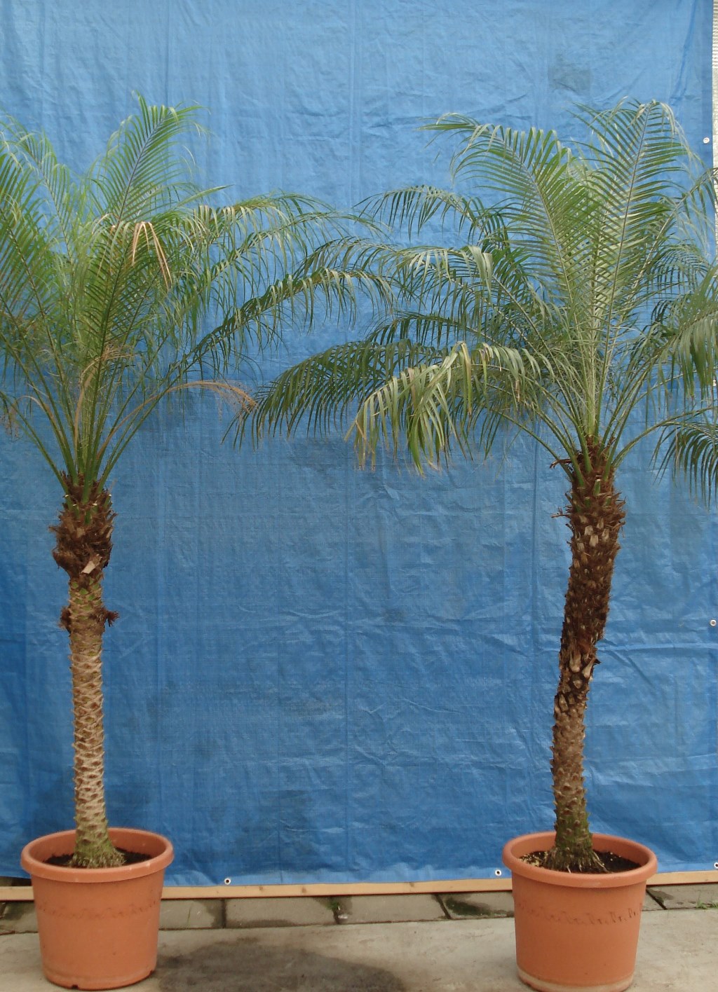 Foto van Phoenix Roebelinii ca. 225 m potmaat 3