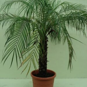 Foto van Phoenix Roebelinii ca. 180 m met hedera