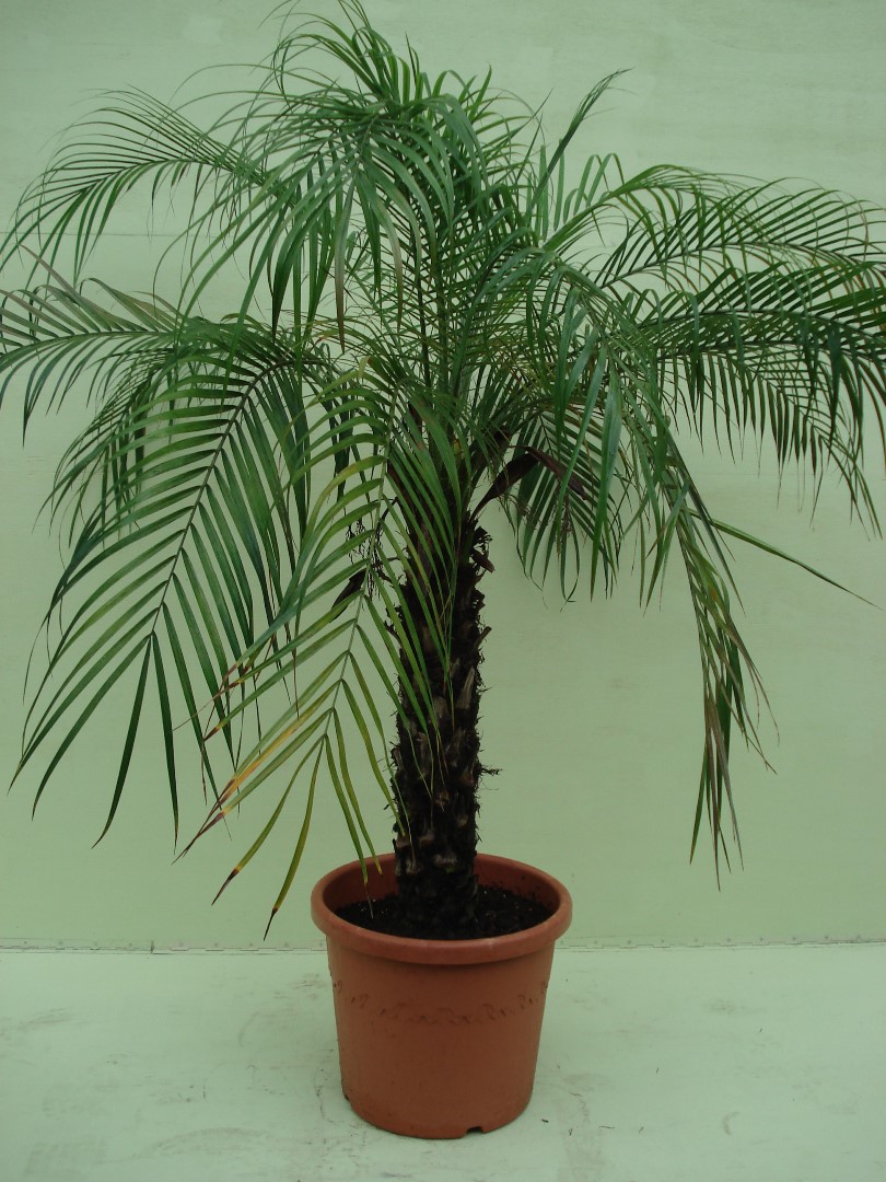 Foto van Phoenix Roebelinii ca. 180 m met hedera