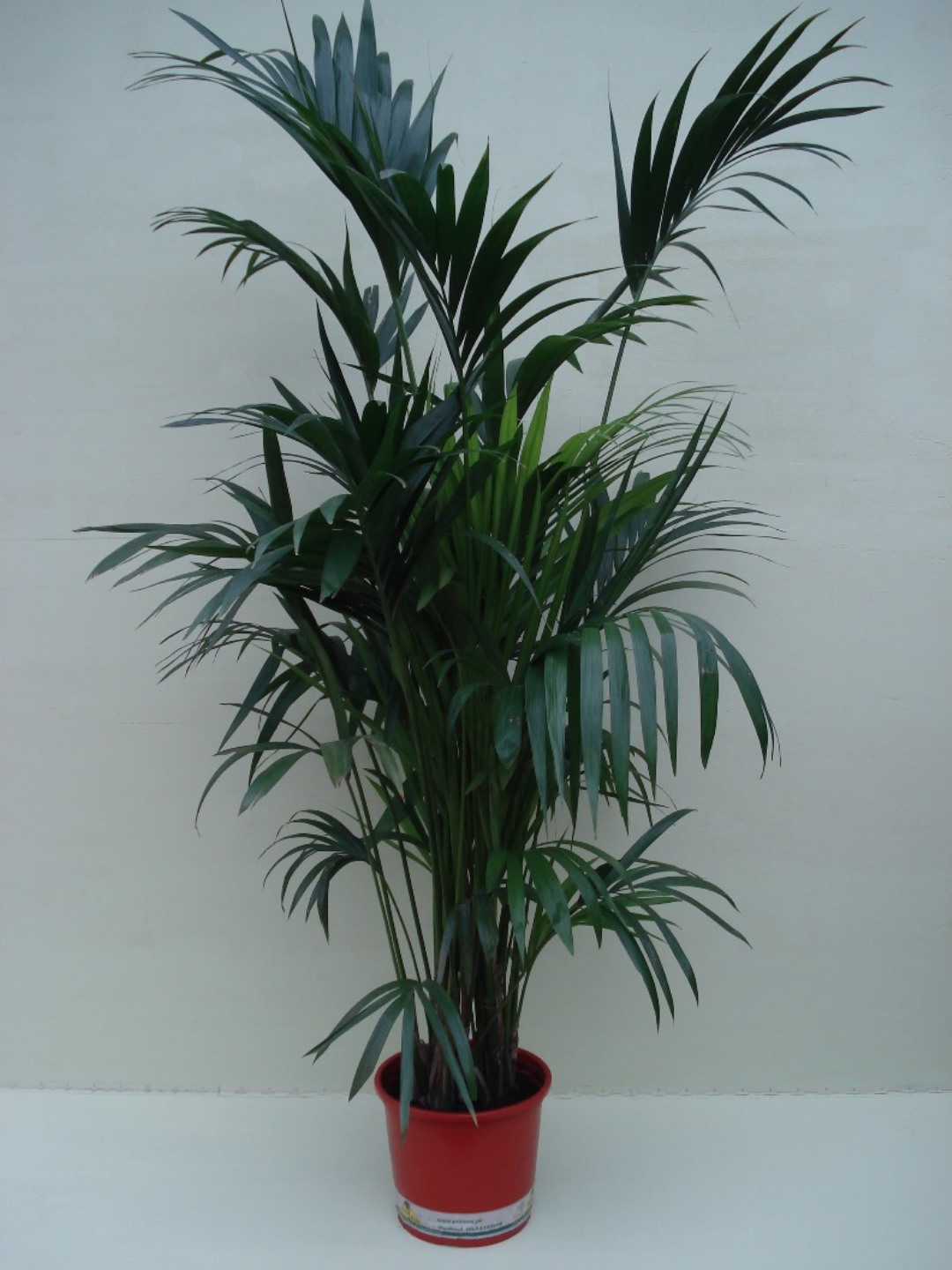 46_Kentia_Palm_ca_2_00_m_Potmaat_1_32_cm_incl_terra_overpot_38_cm Foto van Kentia Palm ca. 2.00 m Potmaat 1