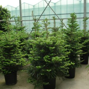 Foto van Denneboom Nordman ca.2.50/3.00m gezaagd