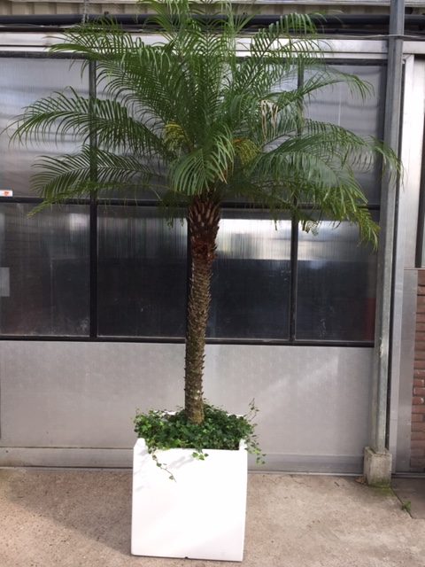 8883_Phoenix_Roebelinii_ca_2_50_m_potmaat_3_47_cm_pot